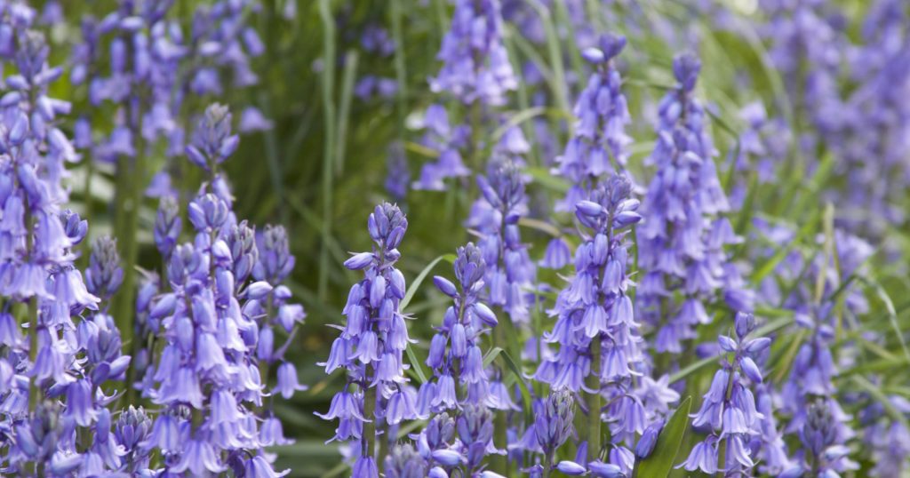 Close up of a field of bluebells in Cornwall.