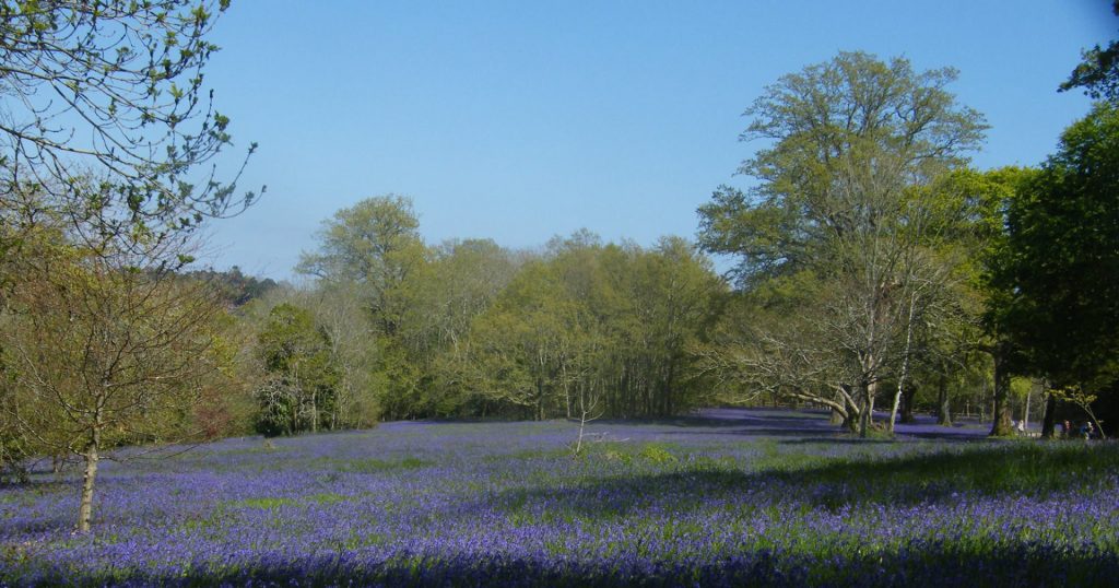 Field of bluebells at Enys Gardens near Penryn in Cornwall.