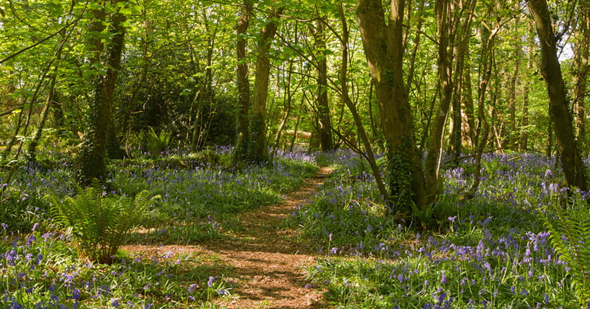 Bluebells along a path in the woods, Tehidy Park Cornwall UK.