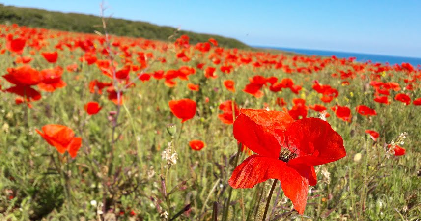 Field of poppies with the sea in the background in Cornwall.