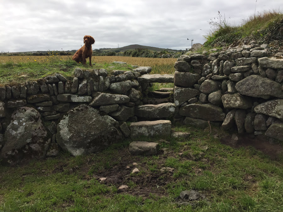 Dog sitting patiently in a field in Cornwall atop a stone wall.