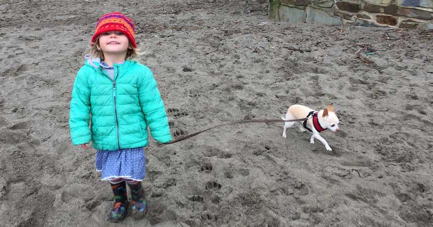 Young girl in wellies and winter coat on the beach with a chihuahua on a leed
