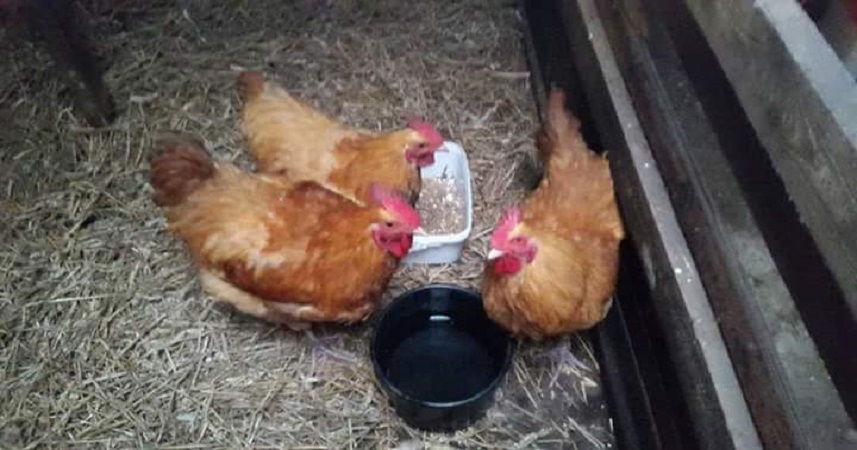 Three cockerels in hay with a bowl of water and box of food