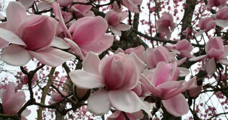 Visit Cornwall's gardens in spring - Luxury Self Catering Cottages Cornwall