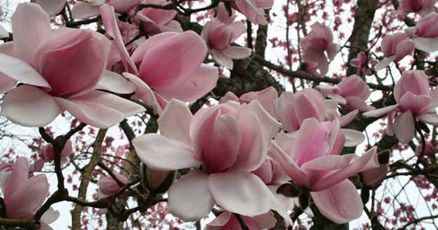 Close up shot of the flowers on a magnolia tree