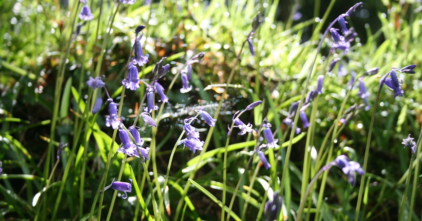 Close up of bluebells in a field at Bosibver in Cornwall
