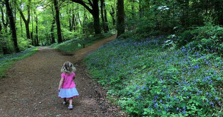 Young girl walking through the forest at Bosinver with bluebells