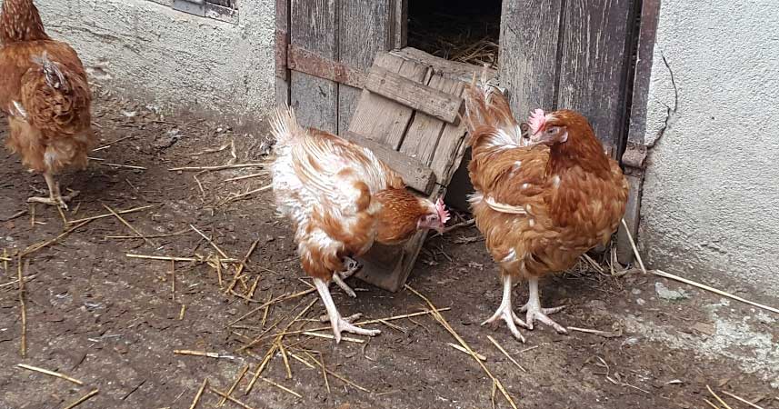 Two brown chickens at Bosinver infront of a chicken coup