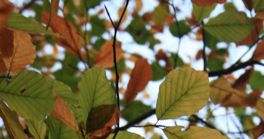 Close up shot of green and brown leaves in a tree
