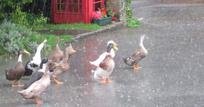 Our resident ducks walking around the grounds at Bosinver