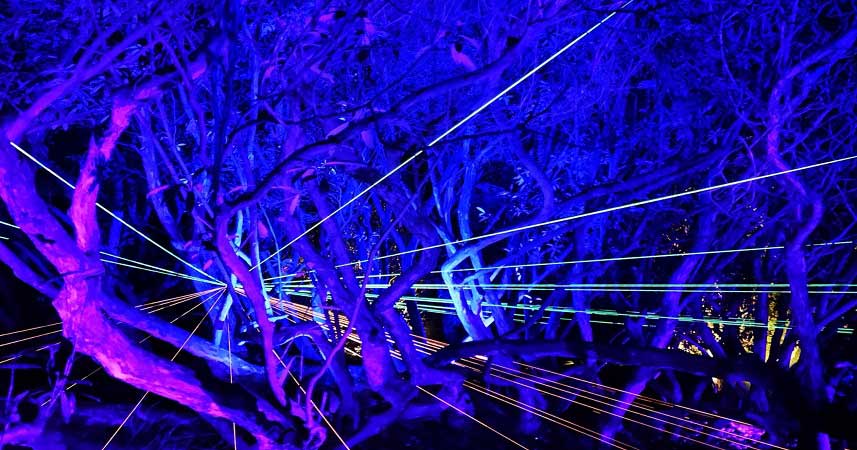 Lasor lights shining through trees that are illuminated blue in the bark