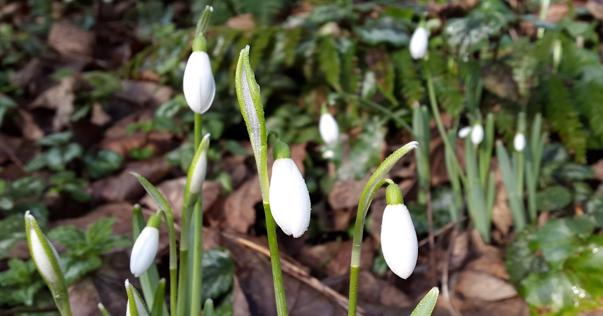 Close up shot of Snowdrop flowers