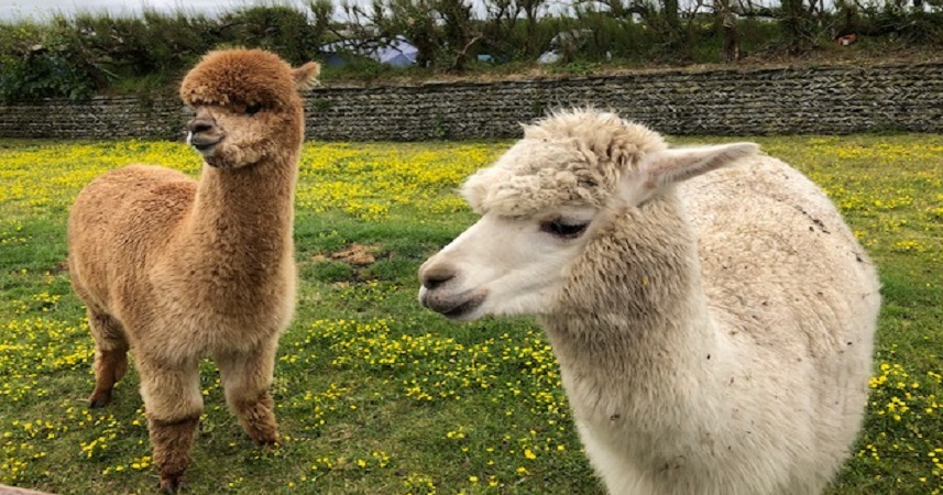Two alpacas, one brown, one white in a field of buttercups