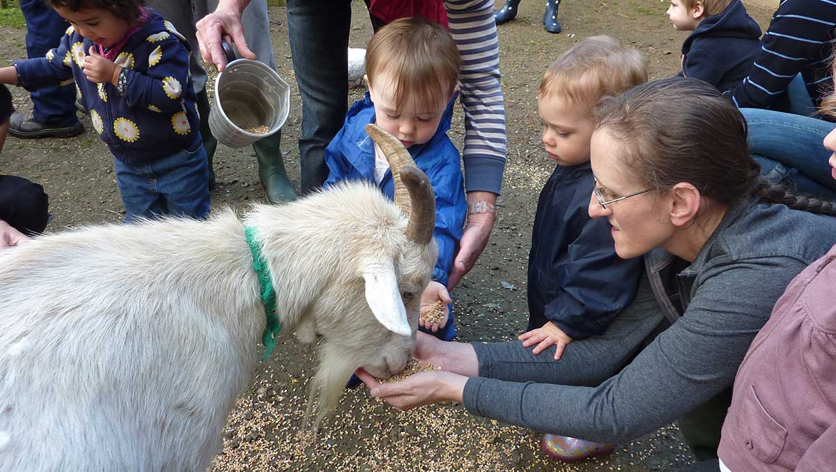 Two small children and an adult feeding a goat at Bosinver.