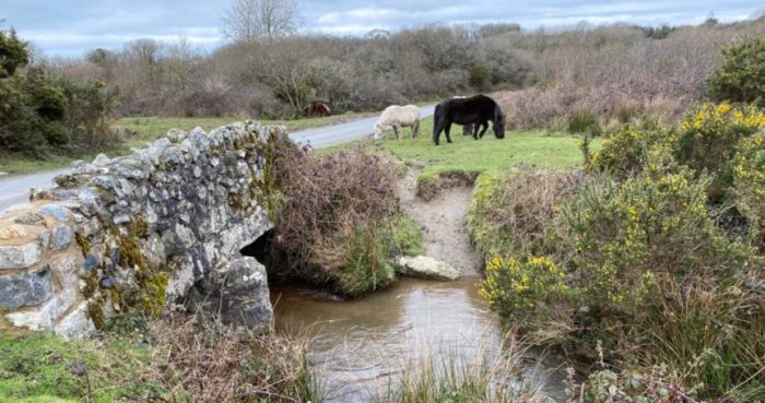 Ponies on Goss Moor Trail Cornwall
