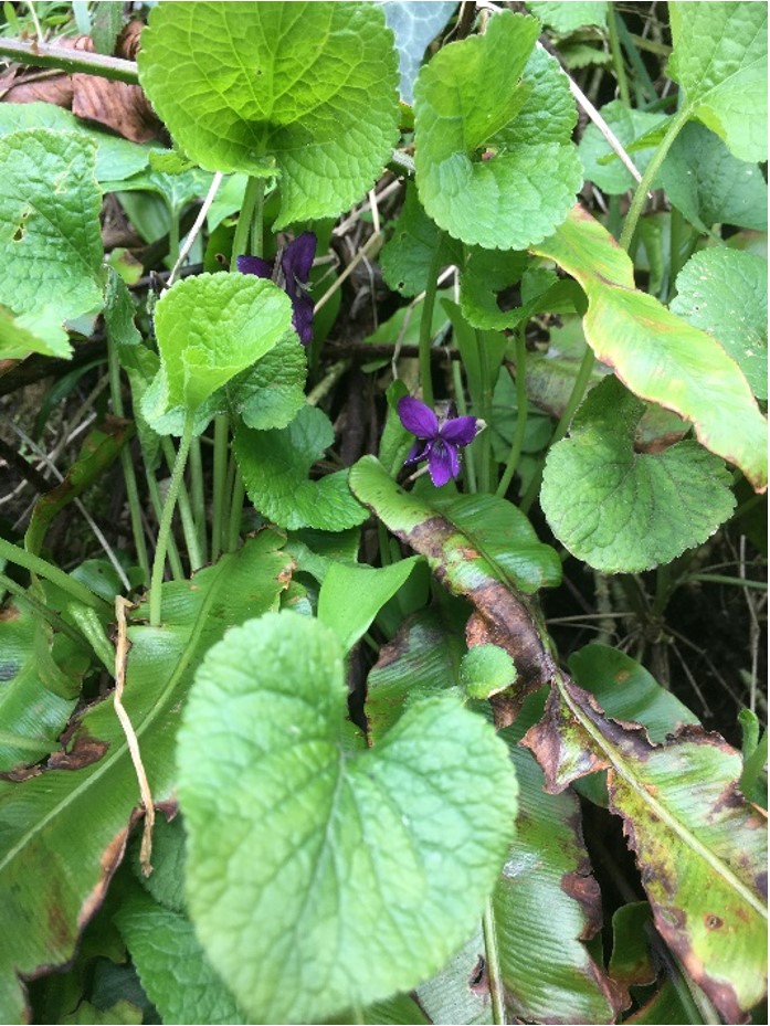 Viola odorata - sweet violets