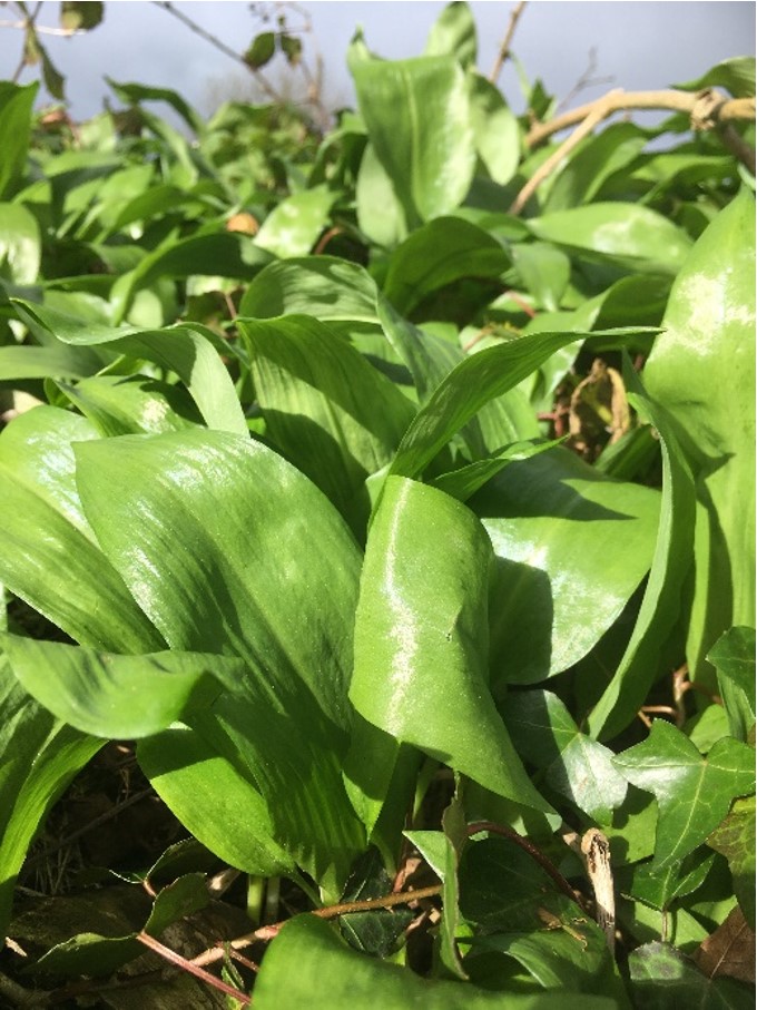 Allium ursinum – ramsons/wild garlic