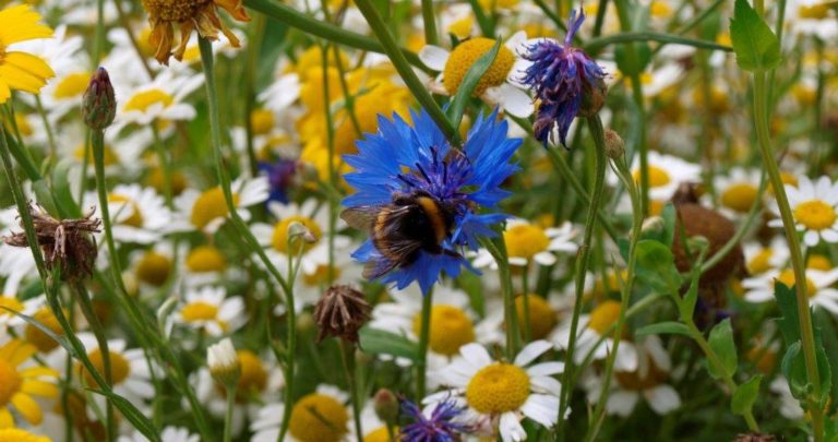 A bee in wildflowers at Bosinver