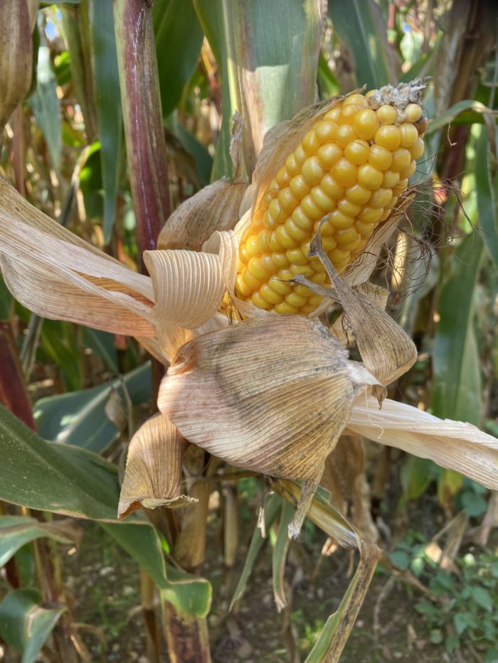 A cob in the maize field looking ready to eat!