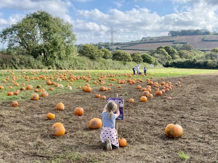 A little girl in a field of pumpkins