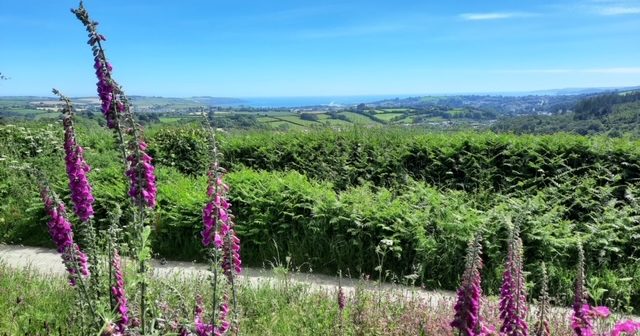 View of the Cornish countryside and sea framed by foxgloves at Meadow Barns near St Blazey in Cornwall