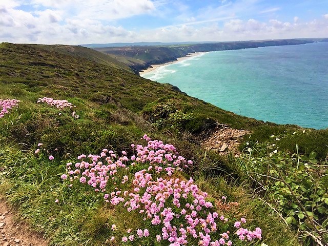 Cornish coastline showing flowers, beach and the sea.