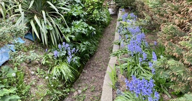 Leat leading to Charlestown Harbour surrounded by bluebells and plants