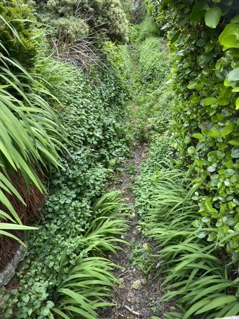 Leat leading to Charlestown Harbour overgrown with ivy and undergrowth