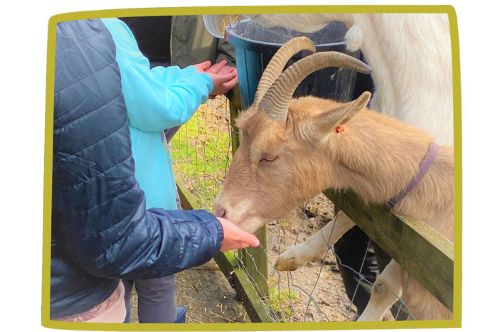 Feeding a Goat
