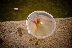 Close up of a crab in a bucket by the seaside in Cornwall.