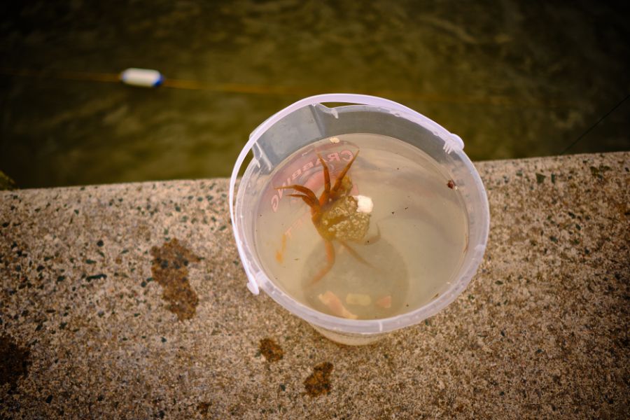 Little crab in a bucket on the edge of the water