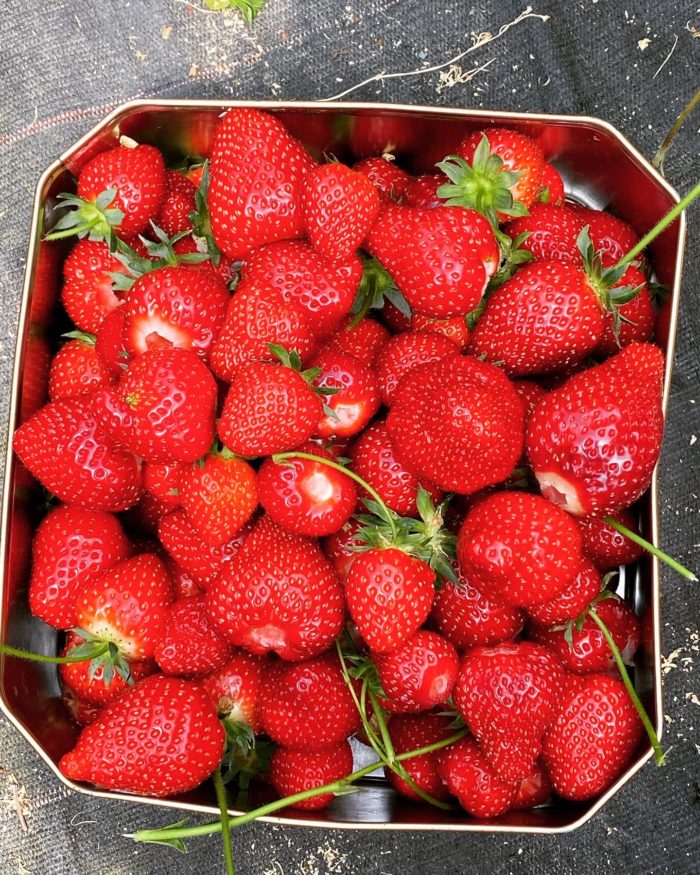 A punnet filled with ripe strawberries