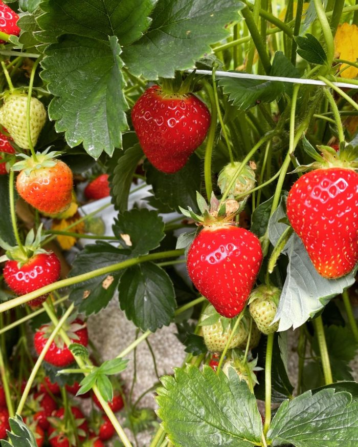 Some ripe, juicy strawberries growing at Boddingtons