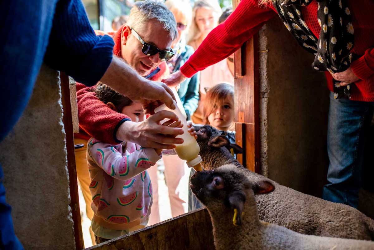 Lamb Feeding