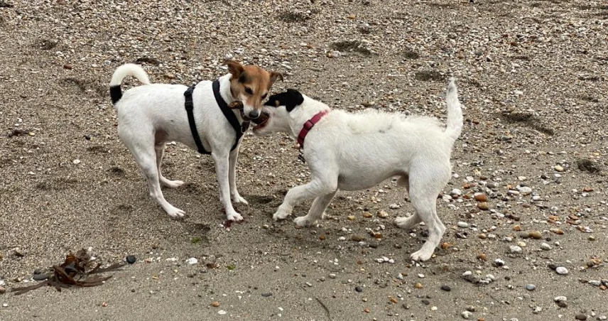 Two dogs playing on a dog friendly beach in Cornwall.
