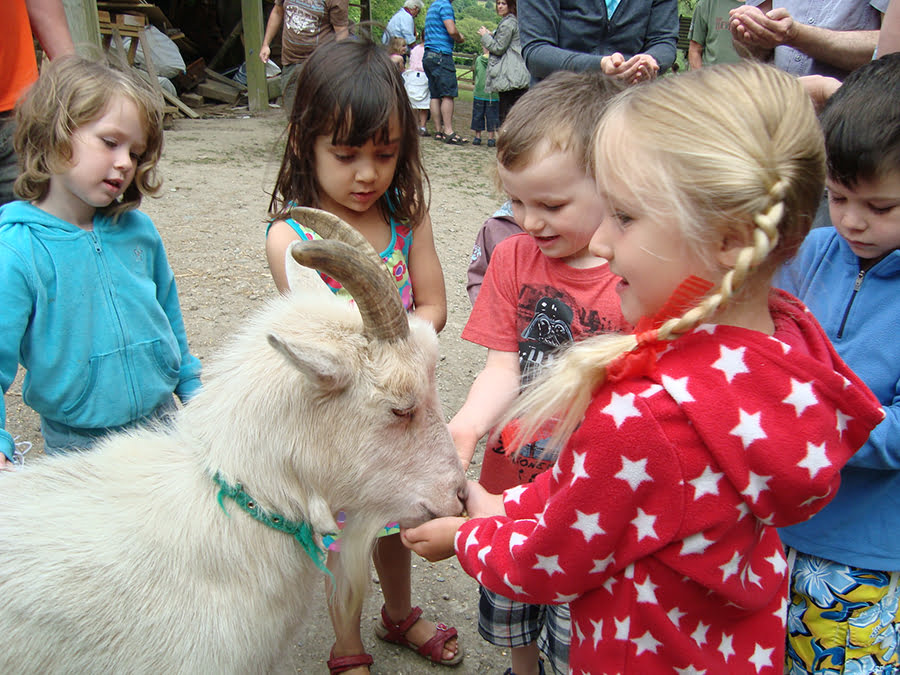 A group of children hand feeding a white goat