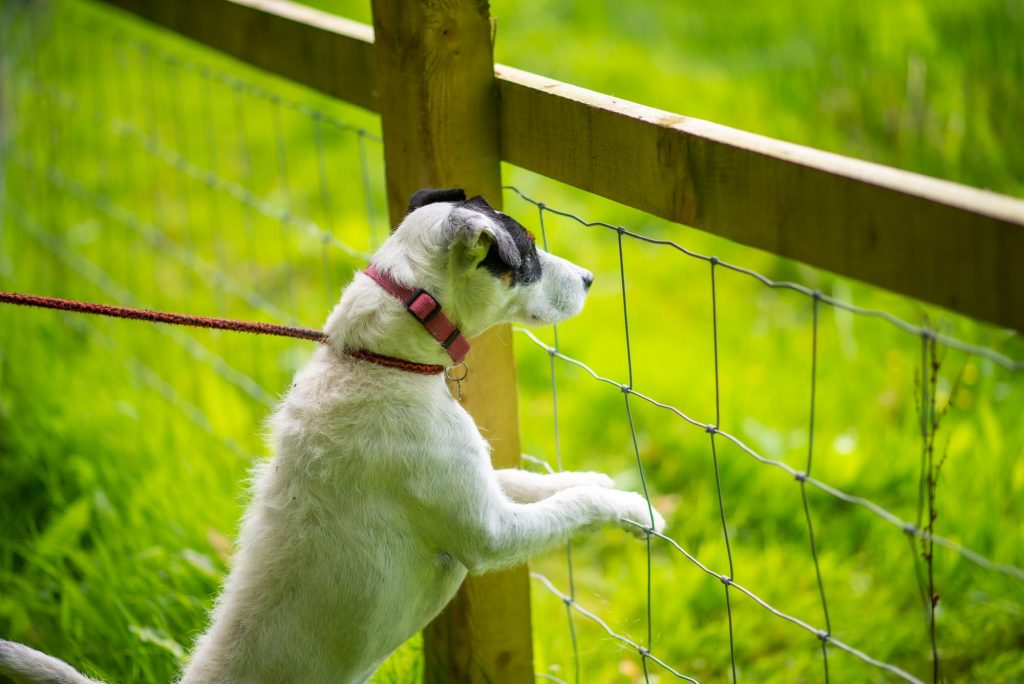 A terrier stood against a fence and looking through it