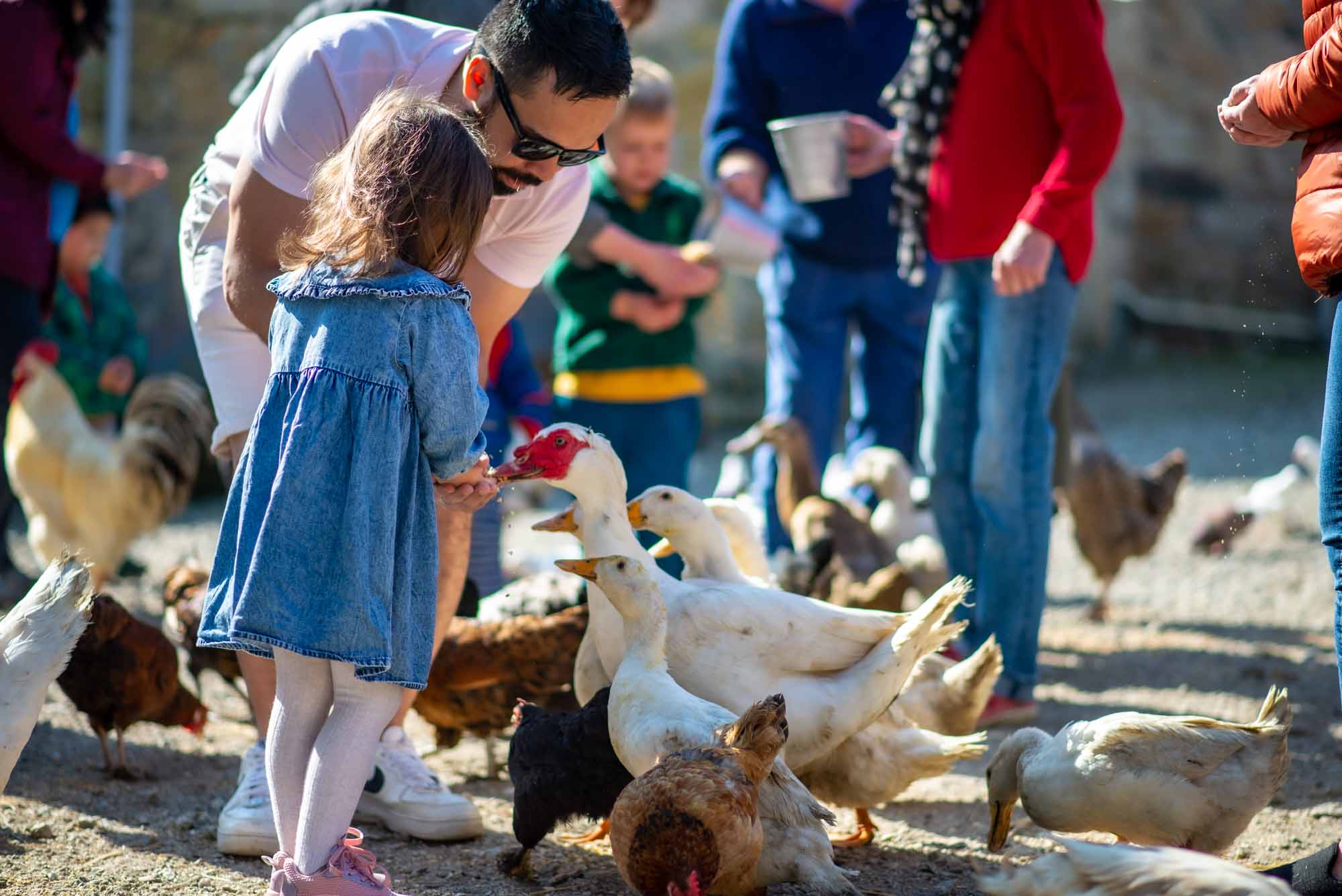 Retired Chickens