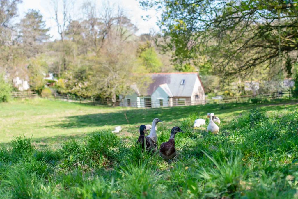 Ducks running free in a field surrounded by cottages and greenery