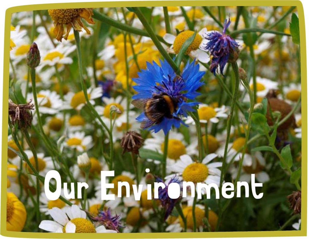 Green framed image of a bee on a blue flower surrounded by daisies with white text reading 'our environment'
