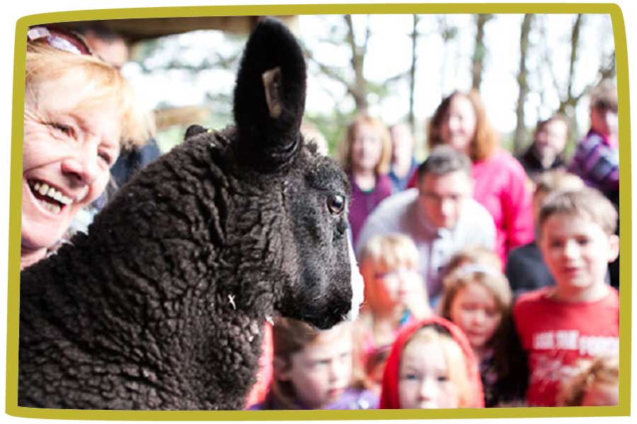 Crowd of adults and children watching a black sheep