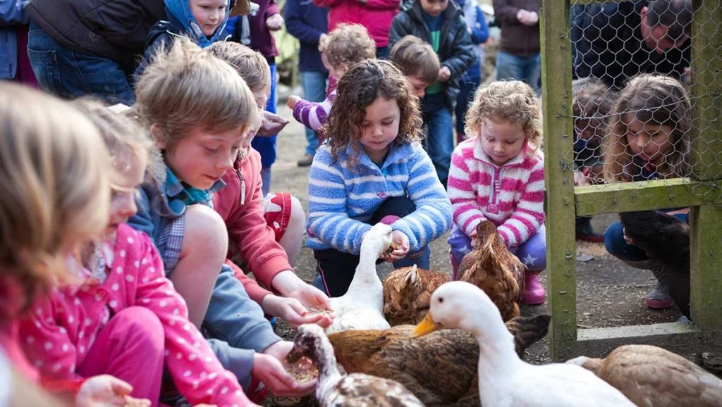 A group of children feeding our ducks. Families with sensory issues and children with autism can book 1-to-1 feeding animal feeding sessions.