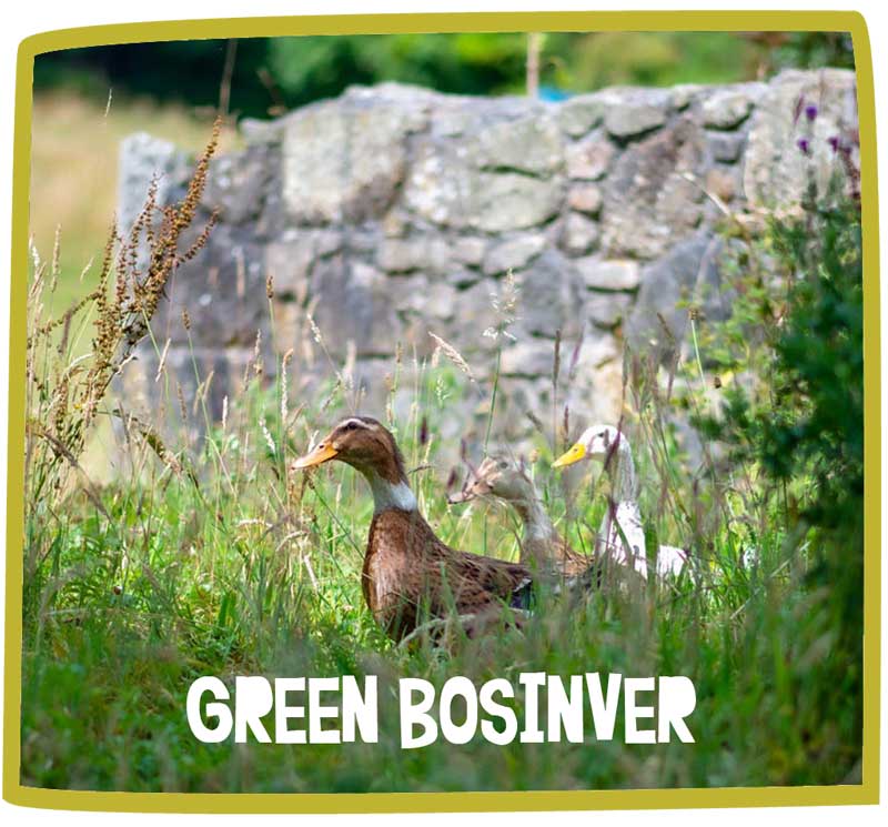 Ducks walking through the grass at Bosinver