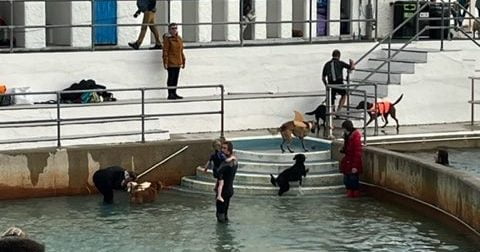 Group of dogs and owners getting into the water at Jubilee Pool in Penzance