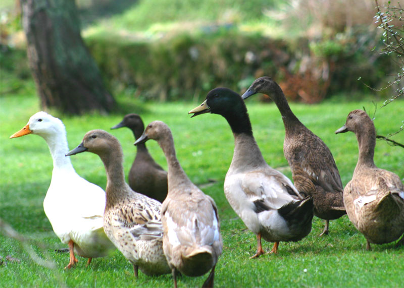 Danger Duck