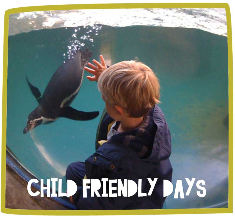 Child watching a penguin through the glass at an aquarium.