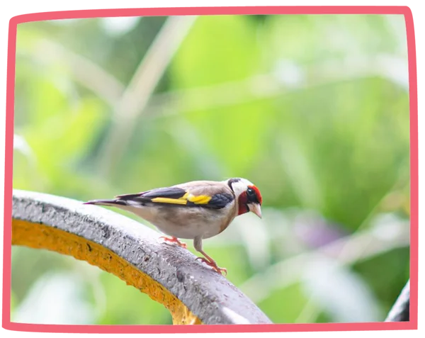Close up of a bird on a branch at Bosinver.