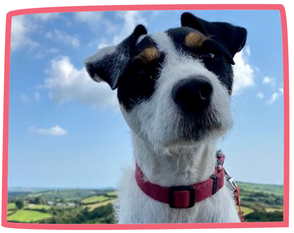 Close up of a dog with the Cornish countryside in the background.