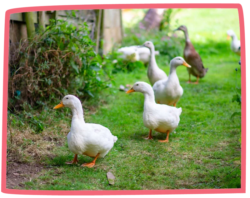 Line of ducks walking along the grass at Bosinver; four white ducks and one brown.