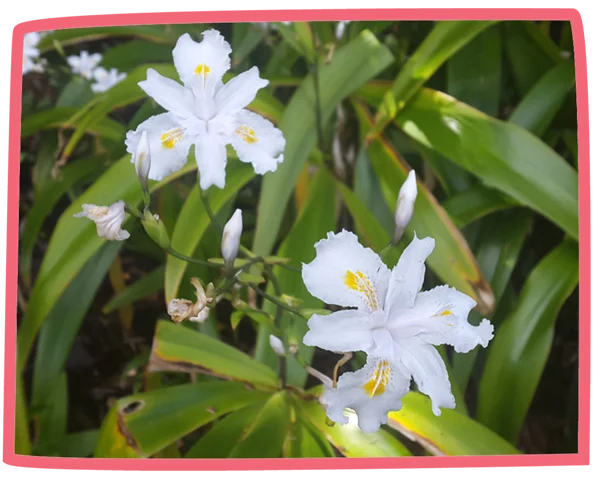Close up of a white flower with green foliage in the background at Bosinver.